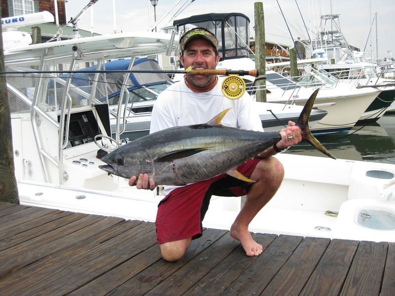 Matt DiSabatino took advantage of yellowfins showing at the HotDog, and chummed a bunch of tuna to the back of the boat using live minnows.He presented a fly to the frenzied fish, and here's the result, a 32.5-pound yellowfin he boated after an exciting battle on his fly rod. COURTESY LEWES HARBOUR MARINA